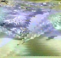 Tangalooma Island Resort Whale Watching Day Cruise with Dolphin Feeding - Accommodation in Bendigo