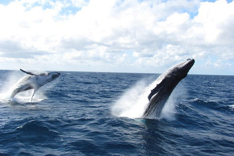Tangalooma Island Resort Whale Watching Day Cruise With Dolphin Feeding - Accommodation in Bendigo 1