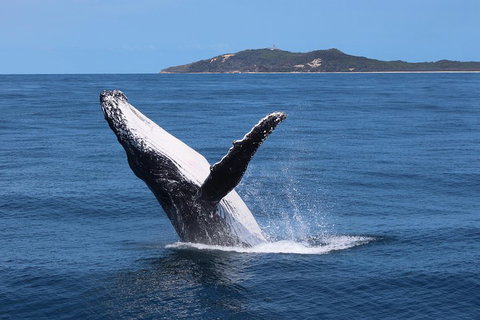 Tangalooma Island Resort Whale Watching Day Cruise With Dolphin Feeding - Accommodation in Bendigo 3