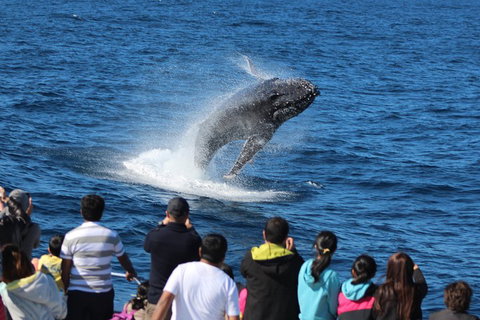 Tangalooma Island Resort Whale Watching Day Cruise With Dolphin Feeding - Accommodation in Bendigo 5