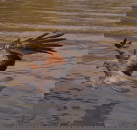 Litchfield and Jumping Crocodiles Full Day Trip from Darwin - Accommodation in Bendigo