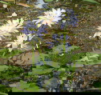 Yellow Water Cruise - Kakadu - Accommodation in Bendigo