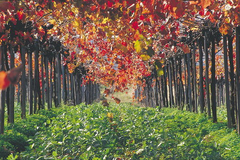 Margaret River Private Tour - Accommodation in Bendigo 0