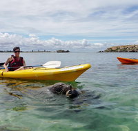 Seal Island and Penguin Island or Point Peron Sea Kayak Tour