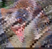 After Dark Tasmanian Devil Feeding Tour at Cradle Mountain - Accommodation in Bendigo