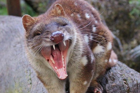 After Dark Tasmanian Devil Feeding Tour At Cradle Mountain - Accommodation in Bendigo 0