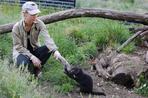 After Dark Tasmanian Devil Feeding Tour At Cradle Mountain - Accommodation in Bendigo 1