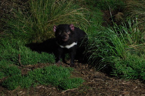 After Dark Tasmanian Devil Feeding Tour At Cradle Mountain - Accommodation in Bendigo 4