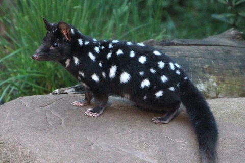 After Dark Tasmanian Devil Feeding Tour At Cradle Mountain - Accommodation in Bendigo 5
