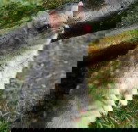 1-Hour Tasmanian Devil Feeding Day Tour at Cradle Mountain - Accommodation in Bendigo