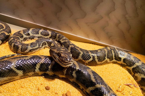 Pinnacles Desert (Private) Day Tour - Accommodation in Bendigo 1