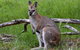 Ultimate Blue Mountains And Wildlife Tour - thumb 0