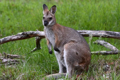 Ultimate Blue Mountains And Wildlife Tour - Accommodation in Bendigo 0