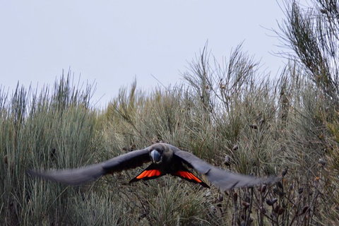 Ultimate Blue Mountains And Wildlife Tour - Accommodation in Bendigo 5