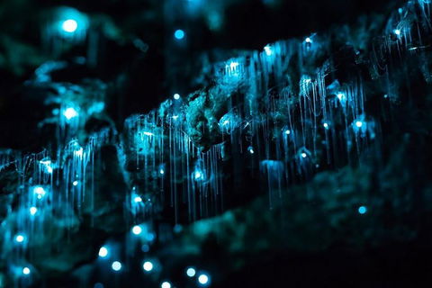Hinterland Magic & Glow-worm Experience - Accommodation in Bendigo 1