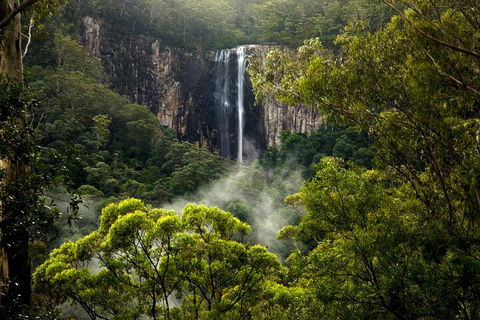 Hinterland Magic & Glow-worm Experience - Accommodation in Bendigo 4