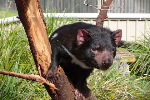 Tasmania 4 Day East Coast + Launceston - Accommodation in Bendigo 2