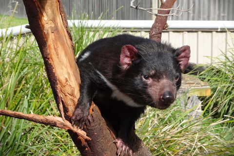 6-Day Tasmania Small-Group Guided Tour With Gourmet Food - Accommodation in Bendigo 1