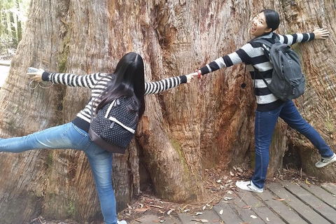 Mt Field National Park Active Day-Trip Including Bonorong And Mt Wellington - Accommodation in Bendigo 0