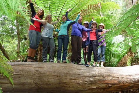Mt Field National Park Active Day-Trip Including Bonorong And Mt Wellington - Accommodation in Bendigo 3