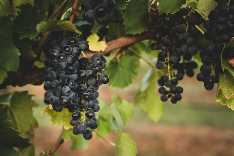Hideaway Private Tours Hunter Valley- Indulgence Wine Tour (Full Day) - Accommodation in Bendigo 3