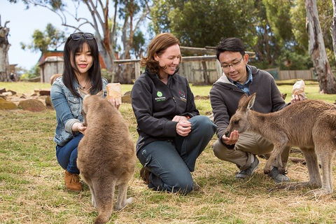 Bonorong Wildlife Park And Richmond Afternoon Tour From Hobart - Accommodation in Bendigo 1