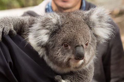 Bonorong Wildlife Park And Richmond Afternoon Tour From Hobart - Accommodation in Bendigo 2