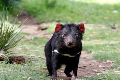 Bonorong Wildlife Park And Richmond Afternoon Tour From Hobart - Accommodation in Bendigo 4