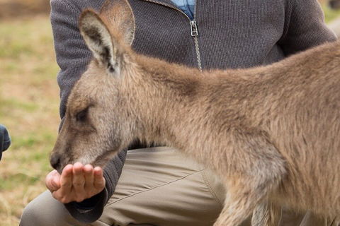 Bonorong Wildlife Park And Richmond Afternoon Tour From Hobart - Accommodation in Bendigo 5