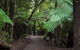 Mt Field National Park And Russell Falls From Hobart - thumb 3