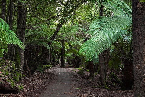 Mt Field National Park And Russell Falls From Hobart - Accommodation in Bendigo 3