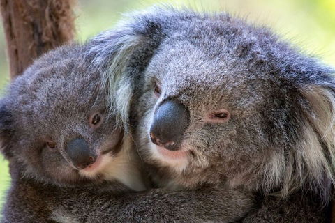 Half-Day Or Full-Day Tour With Private Guide From Melbourne - Accommodation in Bendigo 1