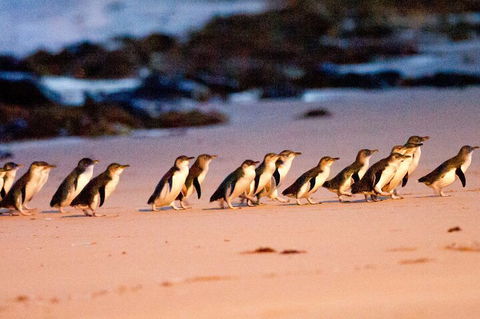 Half-Day Or Full-Day Tour With Private Guide From Melbourne - Accommodation in Bendigo 5