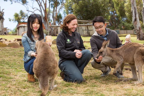 Bonorong Wildlife Park And Richmond Afternoon Tour From Hobart - Accommodation in Bendigo 1