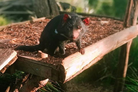 Bonorong Wildlife Park And Richmond Afternoon Tour From Hobart - Accommodation in Bendigo 4