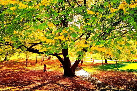 Hobart Half-Day Sightseeing Coach Tram Tour - Accommodation in Bendigo 3