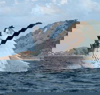 Byron Bay Whale Watching Cruise - Accommodation in Bendigo