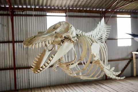 Albany's Whale Story - Accommodation in Bendigo 3