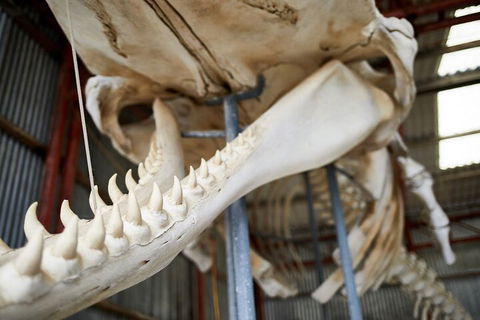 Albany's Whale Story - Accommodation in Bendigo 5