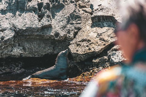 Adventure Rottnest Tour With Ferry & Adventure Cruise From Perth Or Fremantle - Accommodation in Bendigo 1
