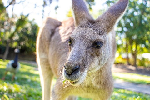 Virtual Interactive Australian Wildlife Tour With Private Guide-Wildlife Habitat - Accommodation in Bendigo 2