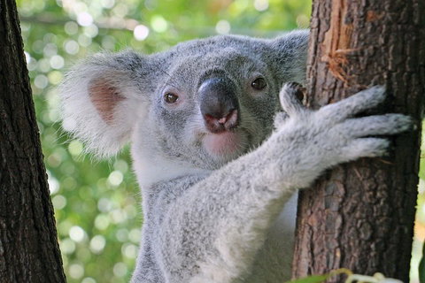 Virtual Interactive Australian Wildlife Tour With Private Guide-Wildlife Habitat - Accommodation in Bendigo 3