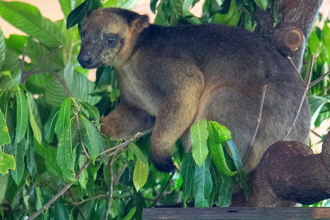 Virtual Interactive Australian Wildlife Tour With Private Guide-Wildlife Habitat - Accommodation in Bendigo 4