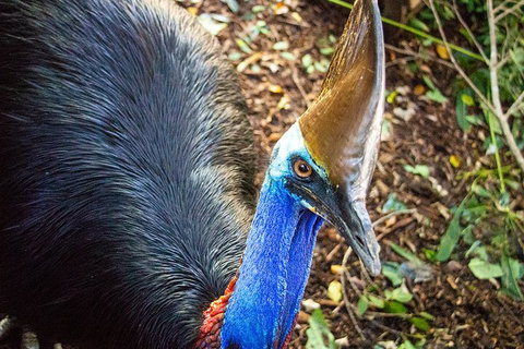 Virtual Interactive Australian Wildlife Tour With Private Guide-Wildlife Habitat - Accommodation in Bendigo 5