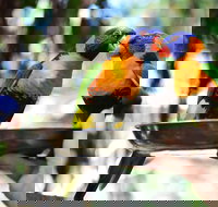 Wildlife Habitat Port Douglas - Accommodation in Bendigo