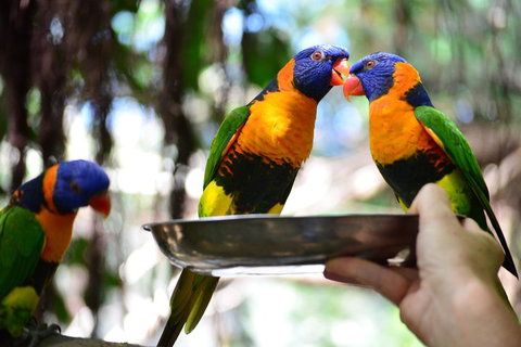 Wildlife Habitat Port Douglas - Accommodation in Bendigo 0