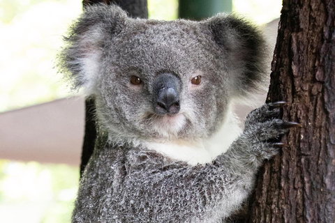 Wildlife Habitat Port Douglas - Accommodation in Bendigo 1