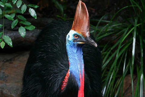 Wildlife Habitat Port Douglas - Accommodation in Bendigo 3