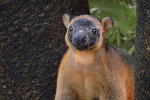 Wildlife Habitat Port Douglas - Accommodation in Bendigo 5