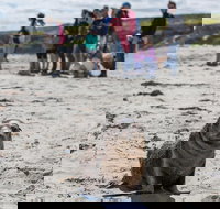 Kangaroo Island in a Day Tour from Adelaide - Accommodation in Bendigo